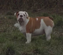 anglicky buldok s PP