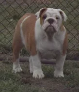 anglicky buldok s PP