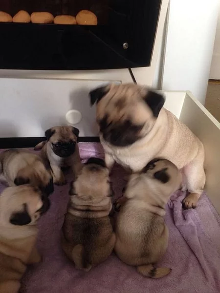 Krásná štěňáta mopsíka pejsci s Průkazem původu