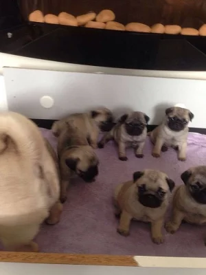 Krásná štěňáta mopsíka pejsci s Průkazem původu