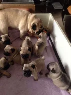 Krásná štěňáta mopsíka pejsci s Průkazem původu