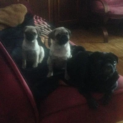 štěňáta mopsíka  s Průkazem původu