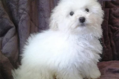 boloňský psík štěnátka s pp