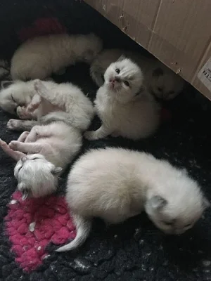 Na prodej Ragdoll koťátka s PP