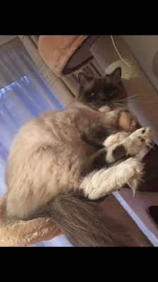 Na prodej Ragdoll koťátka s PP