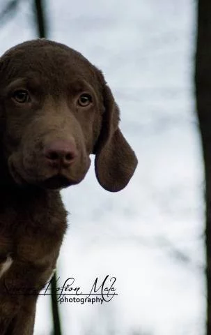 Volný pejsek Chesapeake bay retrievera - s PP