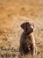 Volný pejsek Chesapeake bay retrievera - s PP