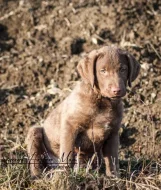 Volný pejsek Chesapeake bay retrievera - s PP