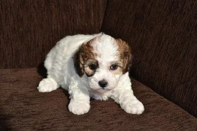 Štěňata barevný boloňský psík