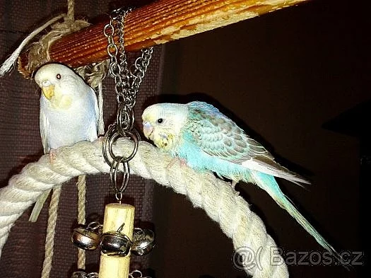 Ručně dokrmené andulky