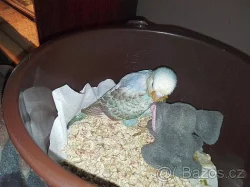 Ručně dokrmené andulky