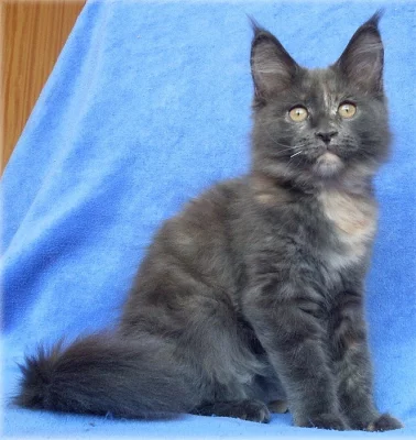 Mainská mývalí kočička s PP - právě k odběru