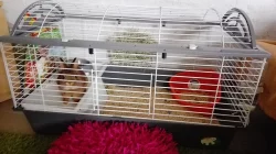 Zakrslý králíček i s vybavením SPĚCHÁ