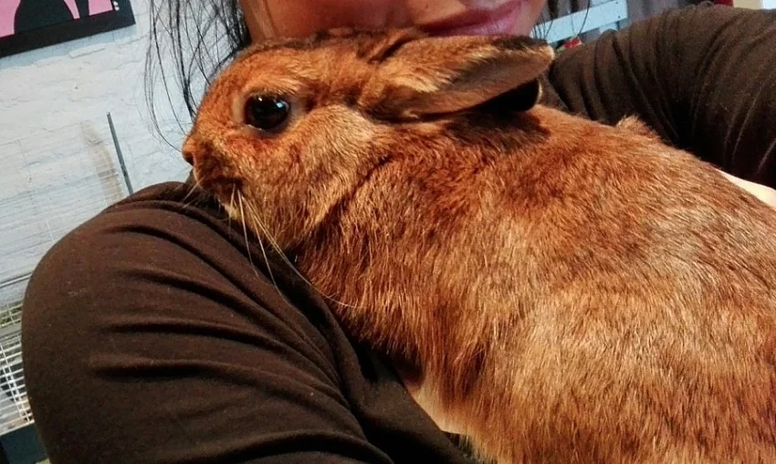 Zakrslý králíček i s vybavením SPĚCHÁ