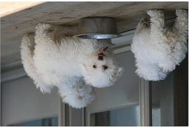 Prodám boloňský psík štěnátka s.pp