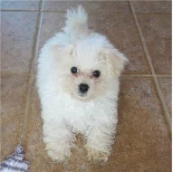 Prodám boloňský psík štěnátka s.pp