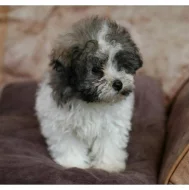 Prodám boloňský psík štěnátka s.pp