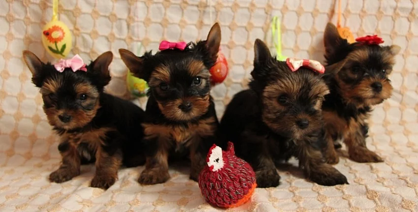 Krásné jorkšíří slečinky s PP