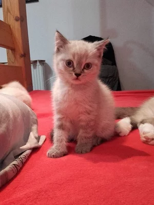 Britská colortoint koťata s PP