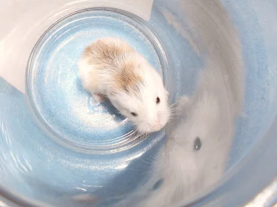 Křečík Roborovského s PP