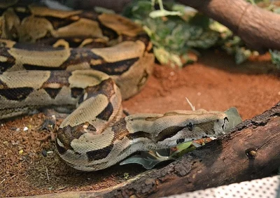 Hroznýš královský