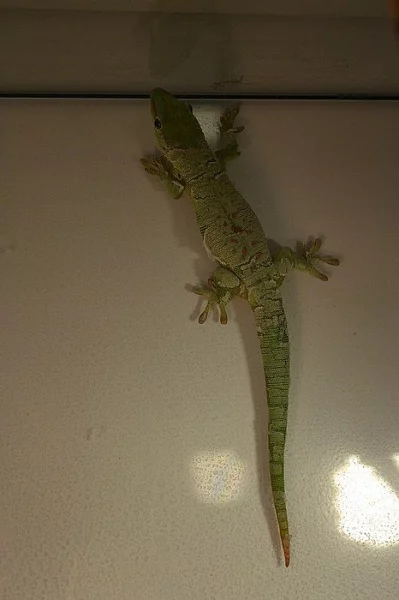 Felsuma madagaskarská