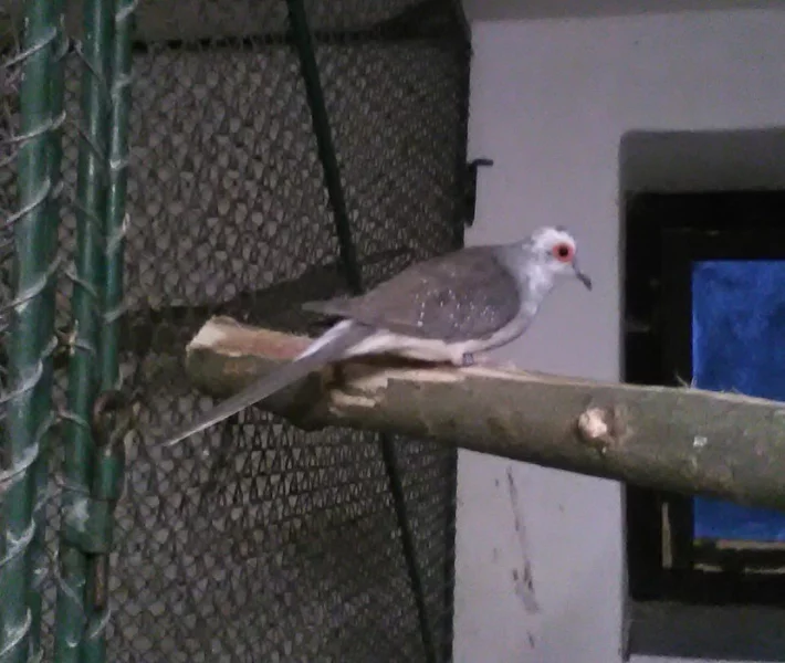 Holoubek diamantový straka + zdarma klec a přepravka