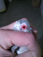 Holoubek diamantový straka + zdarma klec a přepravka