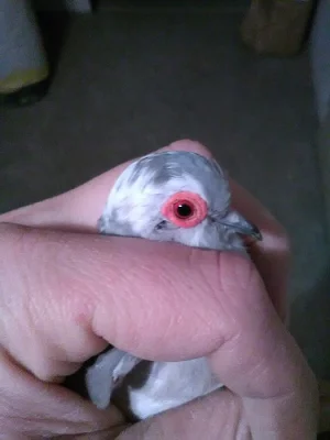 Holoubek diamantový straka + zdarma klec a přepravka