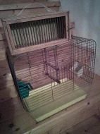 Holoubek diamantový straka + zdarma klec a přepravka