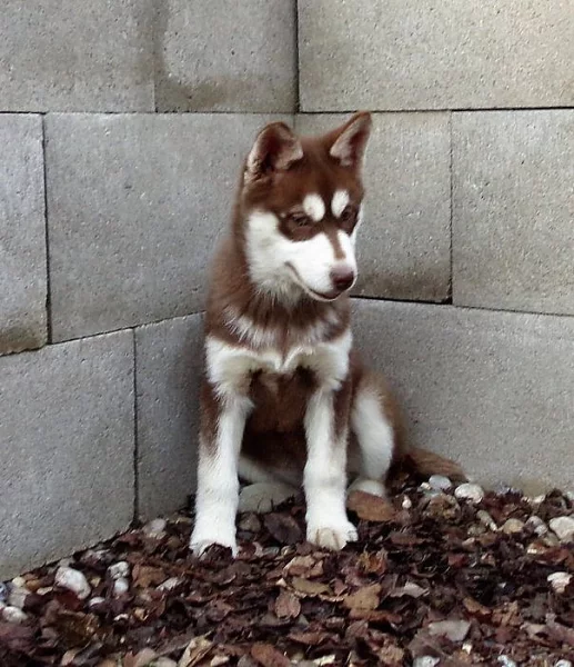 Husky - fenka 4 měsíce bez PP