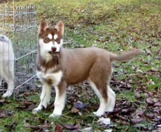 Husky - fenka 4 měsíce bez PP