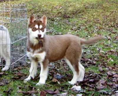 Husky - fenka 4 měsíce bez PP