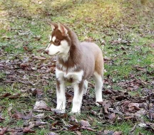 Husky - fenka 4 měsíce bez PP