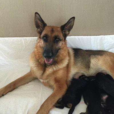 Štěňata Německého ovčáka