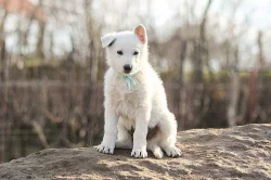 Bílý švýcarský ovčák