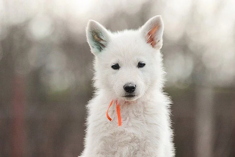 Bílý švýcarský ovčák