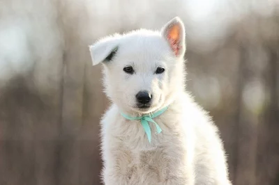 Bílý švýcarský ovčák