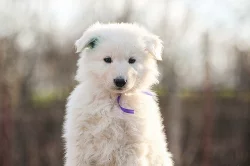 Bílý švýcarský ovčák