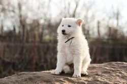 Bílý švýcarský ovčák