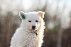 Bílý švýcarský ovčák