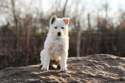 Bílý švýcarský ovčák