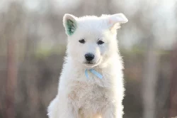 Bílý švýcarský ovčák