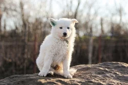 Bílý švýcarský ovčák