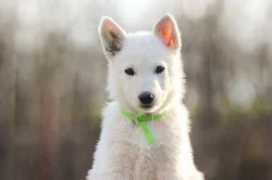 Bílý švýcarský ovčák