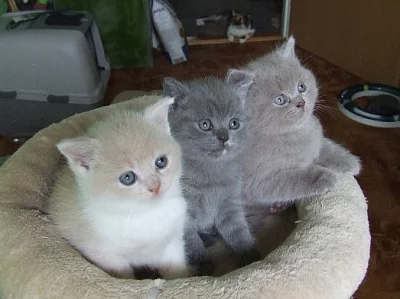 Britská koťátka na prodej