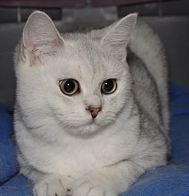 Britská koťátka na prodej