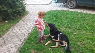 Darujeme psa, spěchá