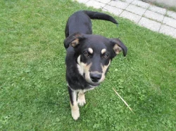 Darujeme psa, spěchá