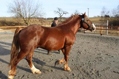 Nabízím připouštění plemenným hřebcem Burbonem.